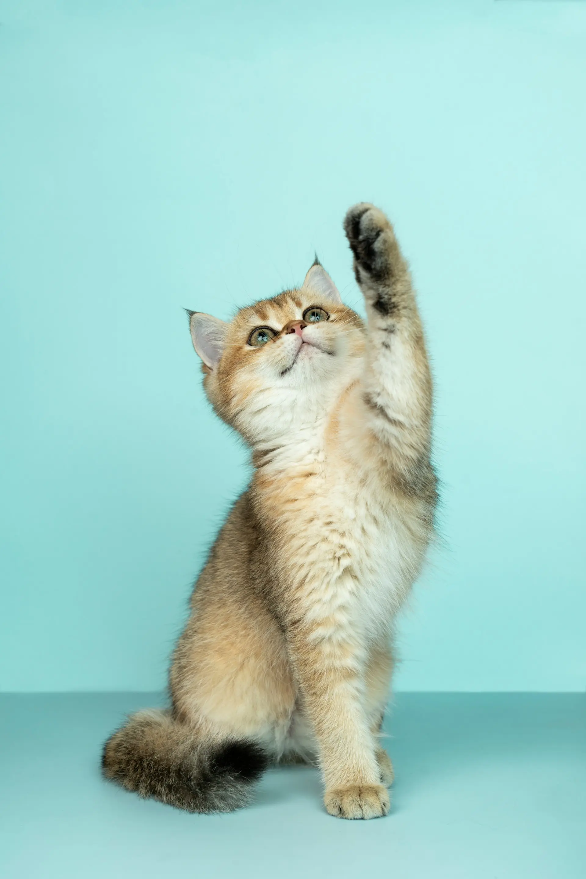 Foto do pet dos clientes