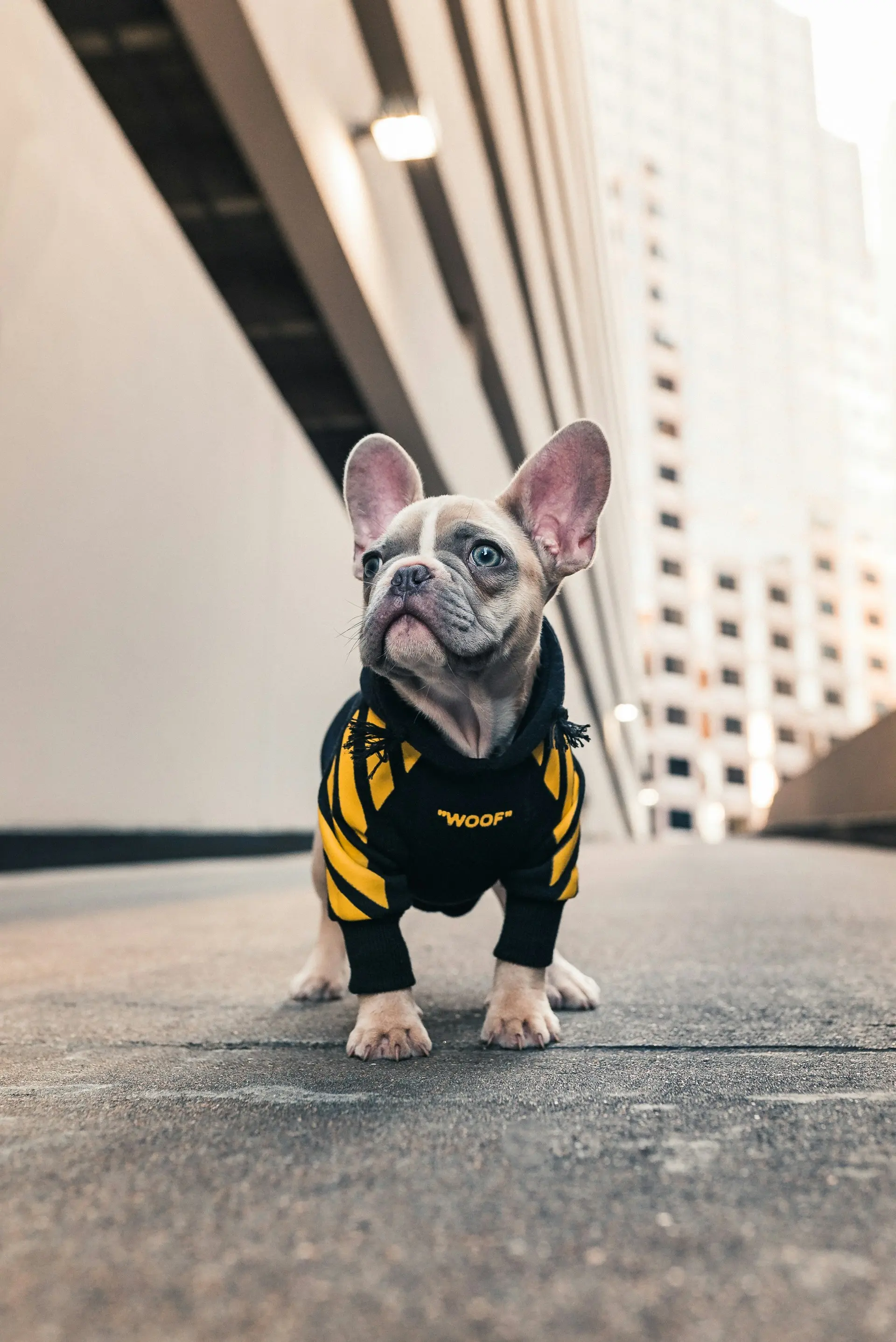 Foto do pet dos clientes