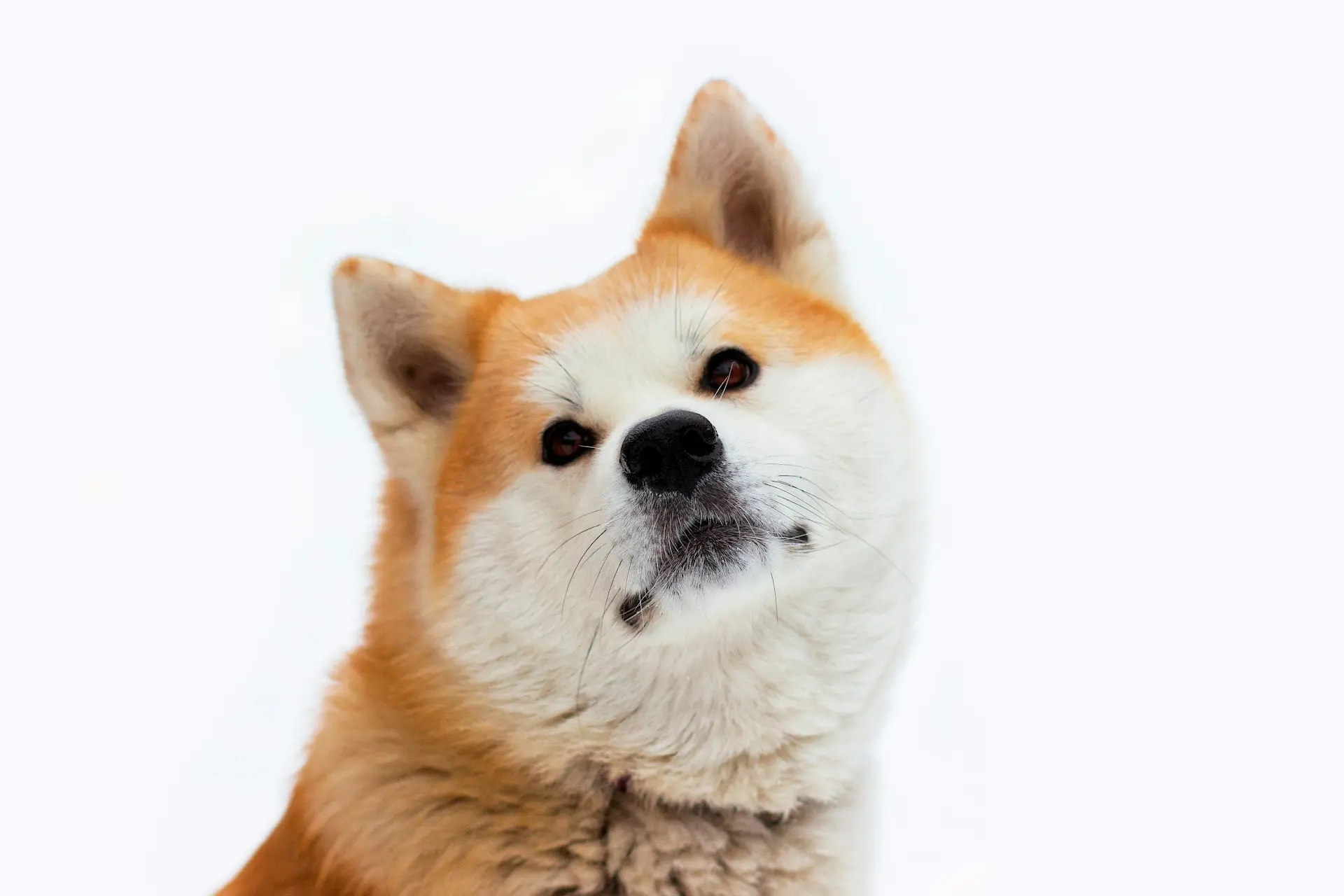 Foto do pet dos clientes