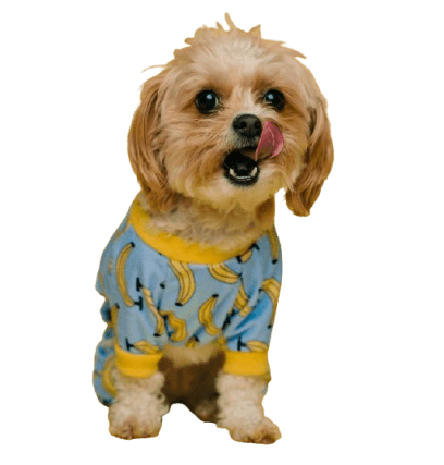 imagem de um cachorro